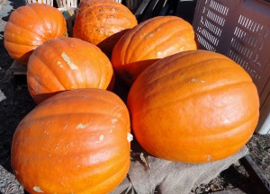 Huge Pumpkins