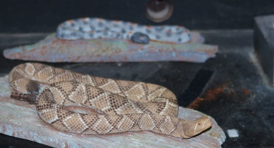 Snake (2)